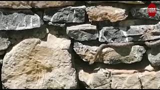 Seydişehir Arzında Çizgili Engerek yılanı