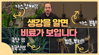 생강 특성부터 알아야 웃거름 잘 씁니다! 안보면 100% 후회! 원리부터 차근차근 알려드립니다 | 농사 10…