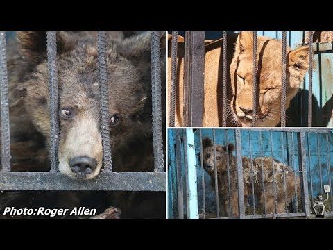 Inside the world’s saddest zoo: Horror pictures show starving bears and lions abandoned