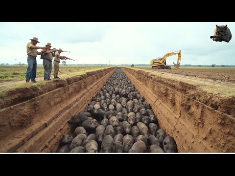 Wild Boar Trap: How Brazilian Farmers Fool Thousands of Wild Boars with a Simple Ditch Trap