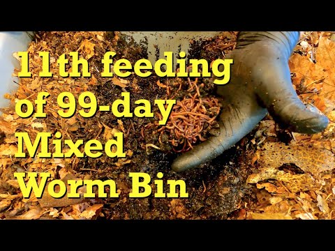 11th feeding after 9 days for 99-day mixed worm bin - vermicompost