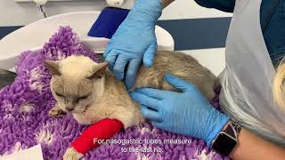 A guide to placement of a naso-oesophageal or nasogastric tube in a cat - subtitles