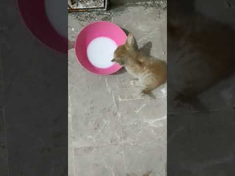 cat drinking milk # cat # YouTube short