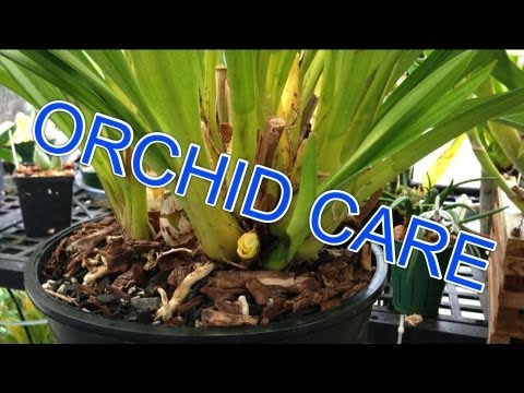 , title : 'Cymbidium ORCHID CARE : How to Remove old bloom spikes, trim Orchid leaves & new Cymbidium growth'