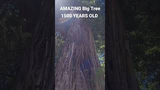 Eureka, CA Big Tree
