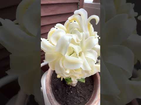 鉢植えのヒヤシンスの手入れ：この崇高な花を室内で植え、水をやり、咲かせる方法は？  庭園