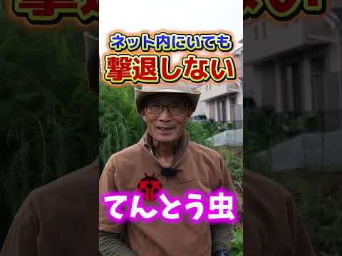 堆肥に虫が発生しないようにするにはどうすればよいですか?害虫と親友は誰ですか?  庭園