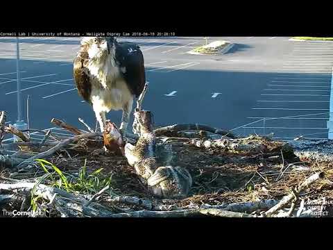 Iris brings in a big fish - Hellgate osprey cam