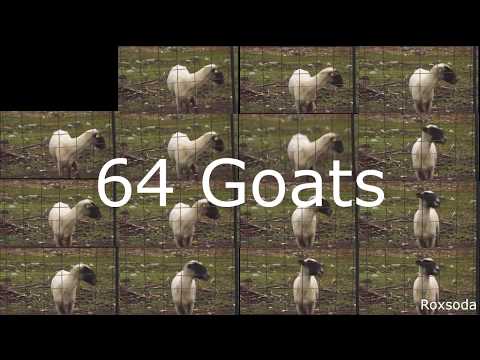 一緒に叫ぶ64頭の怒ったヤギ