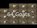 64  angry goats screaming together