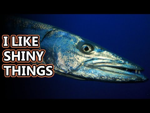 Barracuda facts: a torpedo-like fish | Animal Fact Files