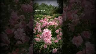 Download lagu யா ரஸூலனா சலாம்||சொந்தம் பந்தம் இருந்தாலும் | Islamic tamil song mp3