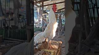Download lagu suara ayam bangkok kluruk || Rooster sound mp3 Download lagu suara ayam bangkok kluruk || Rooster sound mp3