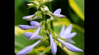 Dave Davies- "Rock Siva"