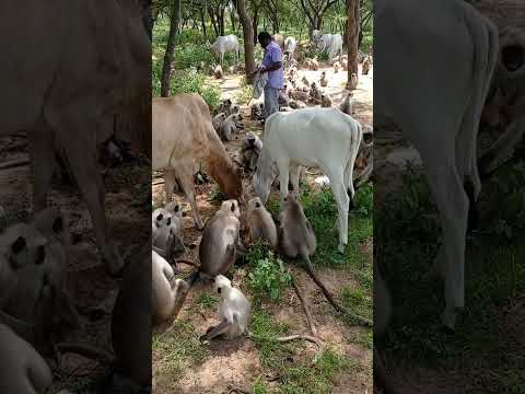 chandramohan Bandar seva