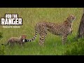 Wild Cheetah With SEVEN Cubs Maasai Mara Safari Zebra Plains