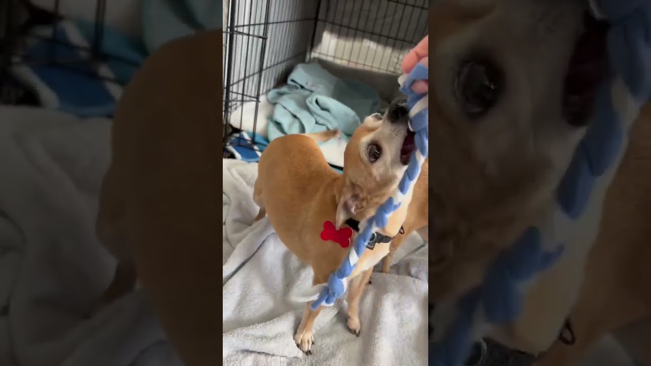 Enlarge Debra, a ADOPTABLE mixed breed in Boulder, CO video 2/6