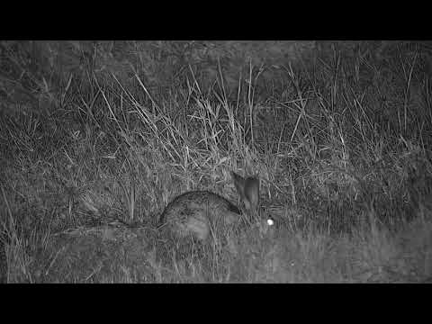 Djuma: Scrub Hare feeding - 22:04 - 02/28/21