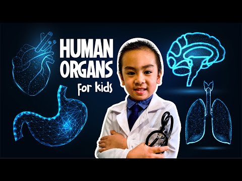 Human organs for kids