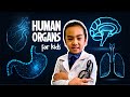 Human organs for kids