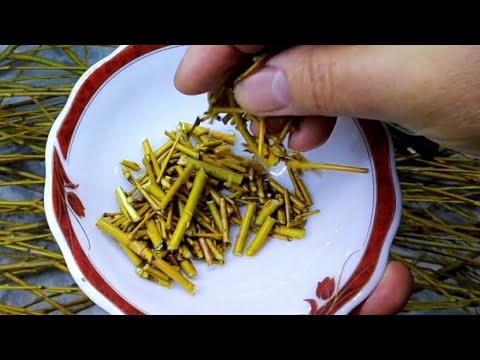 It will help with a thousand diseases... You just need to brew it...