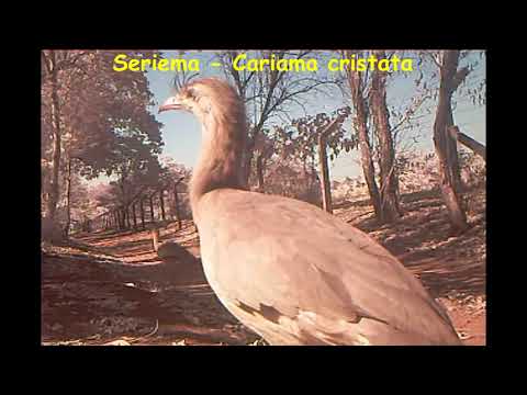 Fauna 2020 Mata Santa Genebra