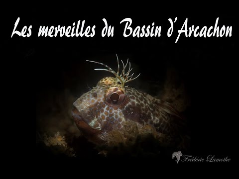 teaser "Les Merveille du bassin d'Arcachon"