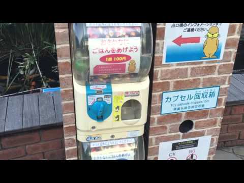 Distributore di cibo per pesci!