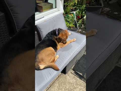 SUNBATHING WITH AZRA #dog #dogshorts #doglife #nature #shorts