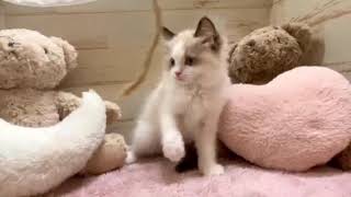 ラグドールの動画01