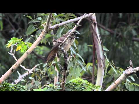 Timáliovec maskový (Pterorhinus perspicillatus) — spev a hlas v prírode