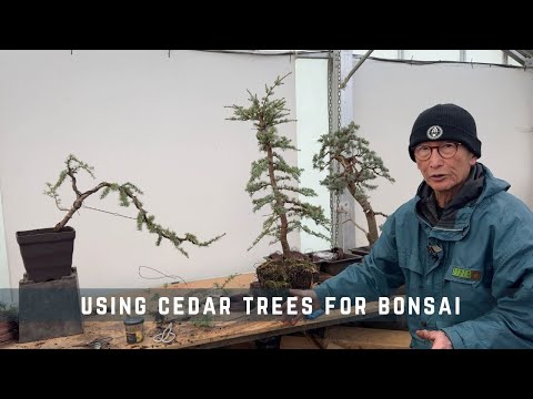 Using Cedar Trees for Bonsai