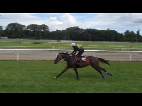 derbygallops from Marc Stott Racing