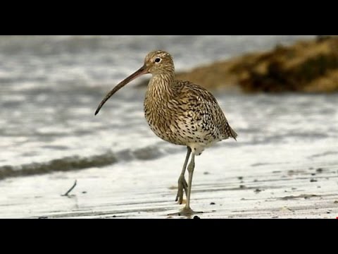Birds of Ireland: The Curlew & its haunting song