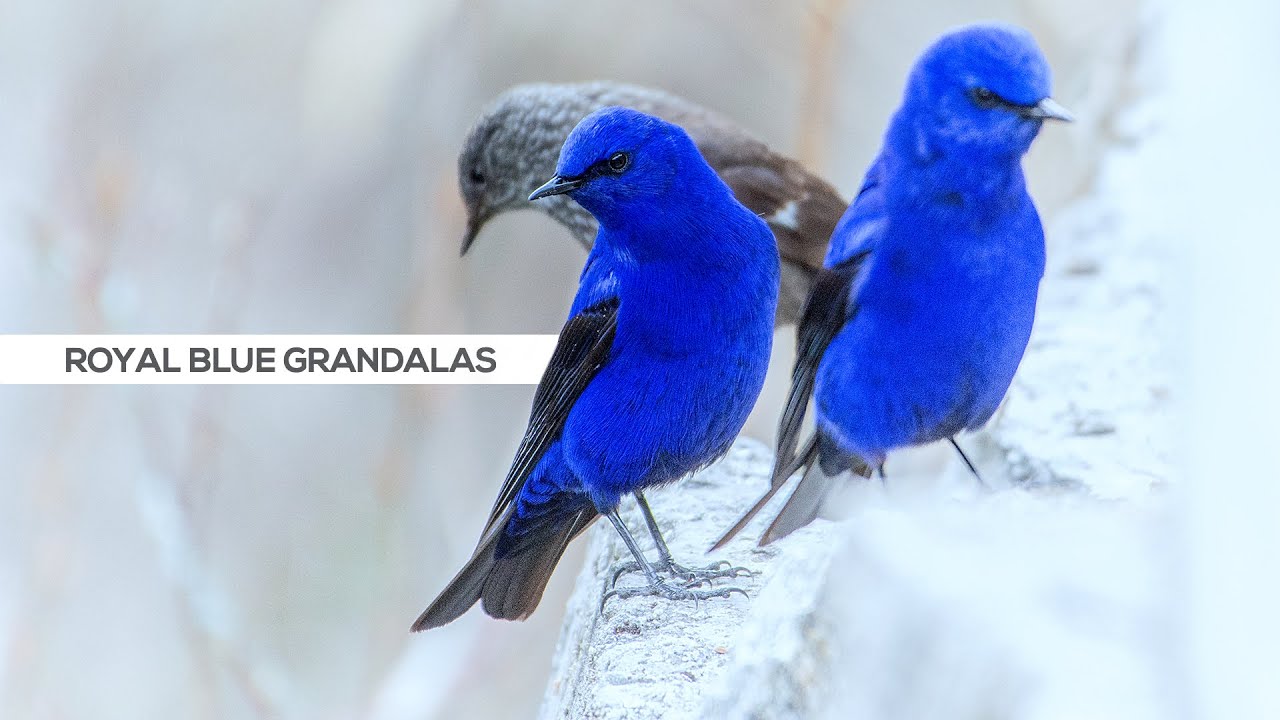 The Grandala Blues