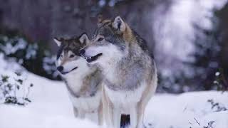 Diane Arkenstone x David Arkenstone - Snows of Avalon [Official Video]