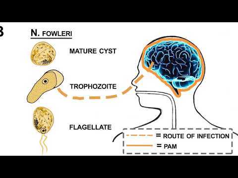 Bél-protozoa « science