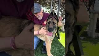 Video preview image #1 German Shepherd Dog-Unknown Mix Puppy For Sale in Pasadena, CA, USA