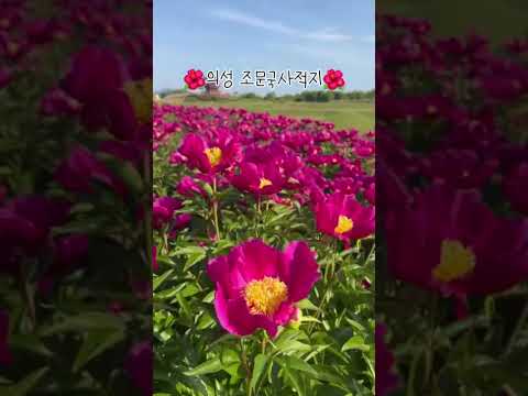 5월에 의성을 꼭 와야하는 이유❤️‍
