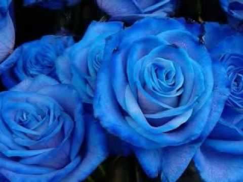 Video thumbnail for Back to Blue