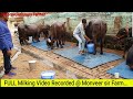 FULL Milking Video Recorded Monveer Sir Farm Rohtak Haryana
