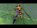 Long-Legged Fly - A beautiful predator with stunning metallic colors and some really long legs!
