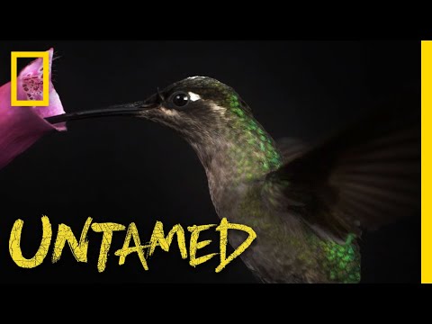 That's Certainly a Magnificent Hummingbird | Untamed