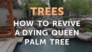 How to Revive a Dying Queen Palm Tree