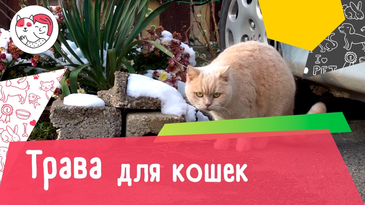 4 популярных вопроса про траву для кошек
