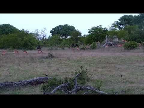 Djuma: Impalas and Wildebeests - 15:22 - 10/31/2022