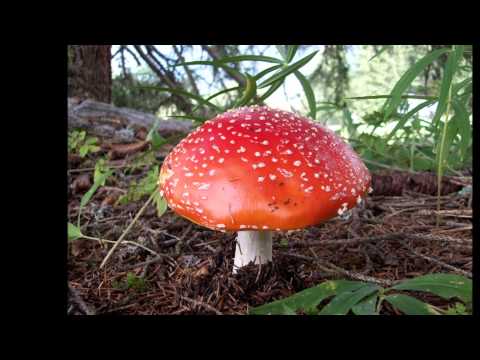 Cechomor - Simbolice