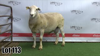 Download lagu Lot 113 mp3