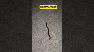 hammerhead।। हथौड़ी जैसे सिर वाला कीड़ा।। #facts #amazingfacts #animals #shorts #youtubeshorts