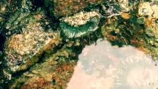 The Orange Peels - Tidepool